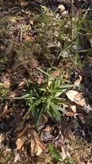 Dichanthelium dichotomum
