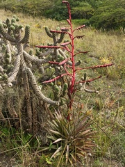 Tillandsia secunda