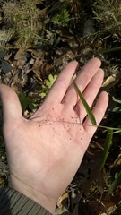 Dichanthelium dichotomum