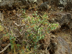 Berberis grevilleana