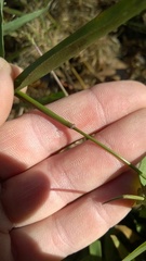 Dichanthelium dichotomum