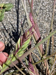 Poa macrantha