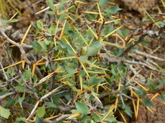 Berberis grevilleana