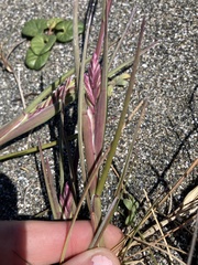Poa macrantha