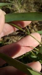 Dichanthelium dichotomum