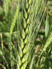 Triticum aestivum