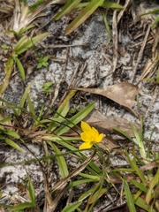 Hypoxis juncea