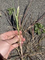 Poa macrantha