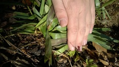 Dichanthelium dichotomum