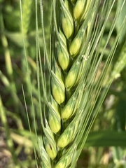 Triticum aestivum