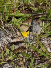 Hypoxis juncea