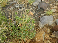 Grindelia chiloensis