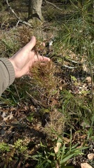 Dichanthelium dichotomum
