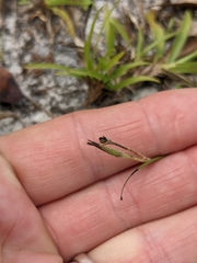 Hypoxis juncea