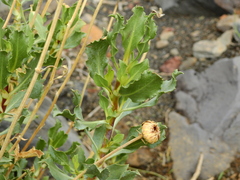 Grindelia chiloensis