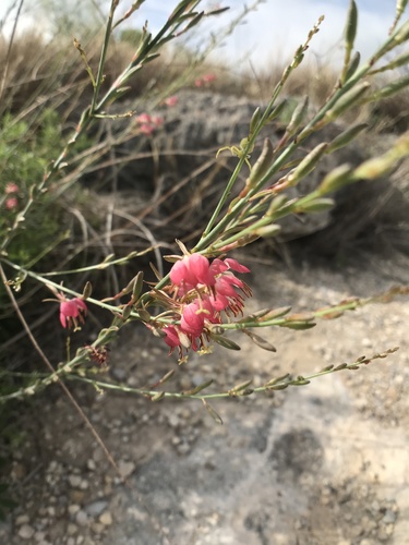 Oenothera calcicola, photograph 3