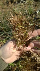 Dichanthelium dichotomum