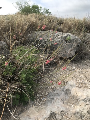 Oenothera calcicola, photograph 4