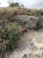Oenothera calcicola, photograph (c) Chase Mathey, some rights reserved (CC BY)