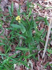 Cephalanthera falcata
