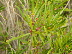 Colliguaja integerrima