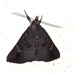 Hypena peruvialis