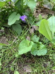 Viola sororia