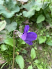 Viola sororia