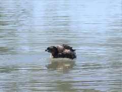 Podilymbus podiceps