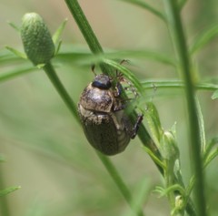 Phyllophaga lanceolata