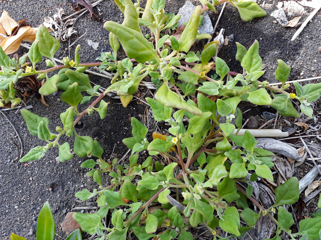 Native Spinach from Taranaki, Pungarehu, Cape Egmont on December 27