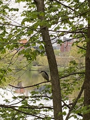 Nycticorax nycticorax