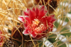Ferocactus diguetii