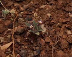Collomia diversifolia
