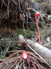 Monotropa coccinea