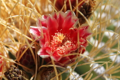 Ferocactus diguetii