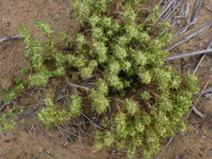 Cardionema ramosissimum