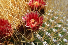 Ferocactus diguetii