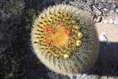 Ferocactus diguetii