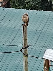 Rupornis magnirostris