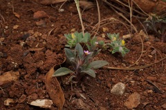 Collomia diversifolia