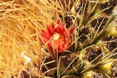 Ferocactus diguetii