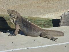 Cyclura nubila