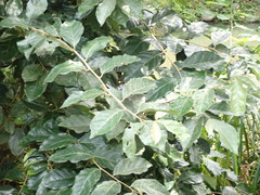 Elaeagnus conferta