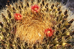 Ferocactus diguetii