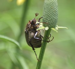 Phyllophaga lanceolata