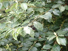 Elaeagnus conferta