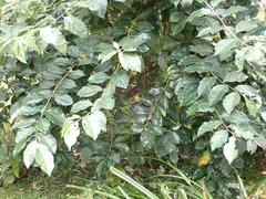 Elaeagnus conferta