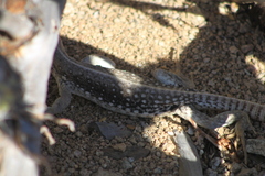 Dipsosaurus catalinensis