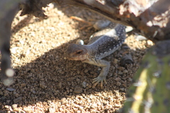 Dipsosaurus catalinensis